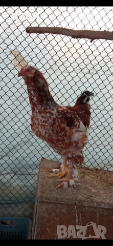 пилета и петли, снимка 7 - Кокошки и пуйки - 52837381