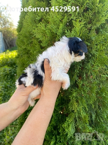 Бивер Бивър йорки йоркширски териер, снимка 7 - Йоркширски териер - 52369659