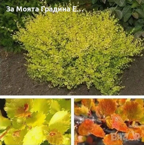 Жълта бреза джудже , снимка 2 - Разсади - 53634273