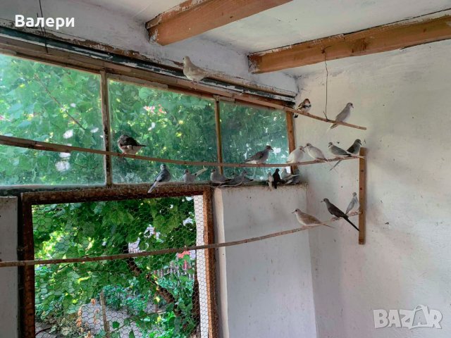 Продавам диамантени гургулици , снимка 2 - Папагали - 41982175