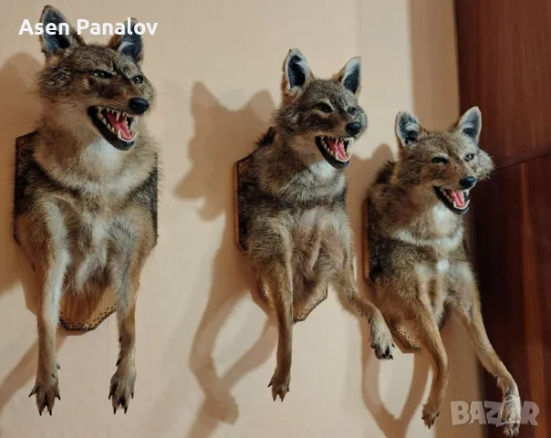 Препарирана лисица/Ловджийка/Гайдарка/Сервитйорка, снимка 10 - Колекции - 44816067