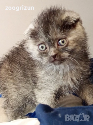 Шотландски клепоухи котенца, снимка 12 - Британска късокосместа - 53632007