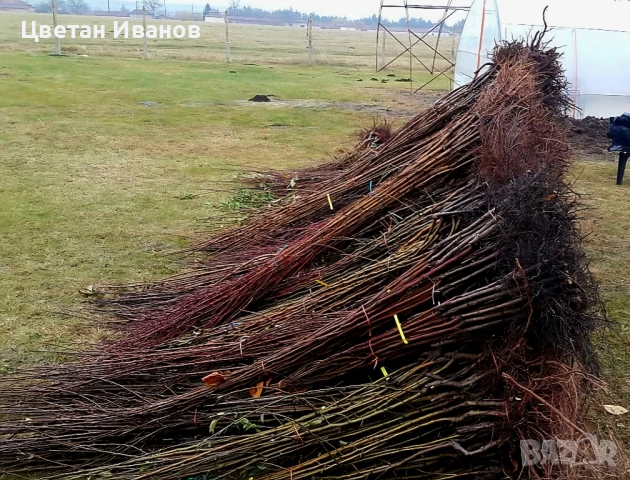 Продавам Овошни Дръвчета