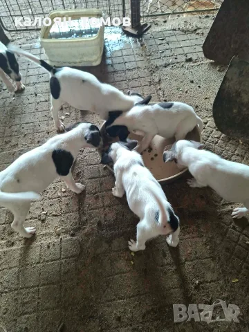 куче 🐕 Джак Ръсел , снимка 4 - Джак ръсел териер - 55622524