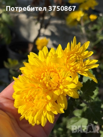 💞😍♥️ Уникални български хризантеми – селекция, създадена с грижа! 💞♥️💞, снимка 12 - Градински цветя и растения - 50782033