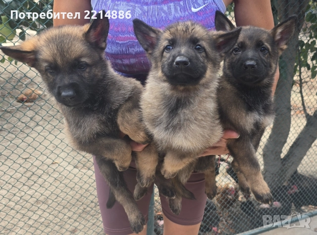 Сиви работни немски овчарки , снимка 1