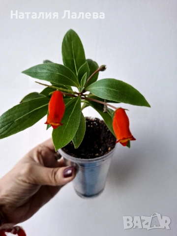 Сиимания, seemannia sylvatica, снимка 2 - Стайни растения - 53702194