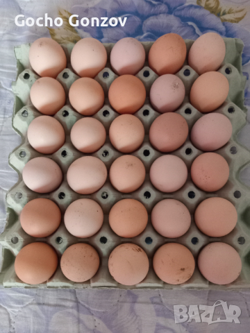 Разплодни яйца от нюхемпшир, снимка 1
