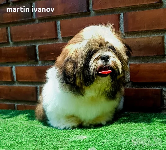 Женско     шитцу, снимка 5 - Ши Тцу - 55728339