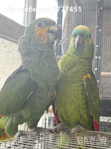 Работеща двойка амазони