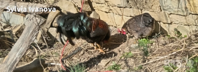 легхорн петел, страхотен, породист, снимка 6 - Кокошки и пуйки - 53845519