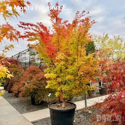 Ацер-Санго Каку, снимка 9 - Градински цветя и растения - 53744016