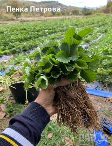 градински разсад, снимка 3 - Градински цветя и растения - 53715877