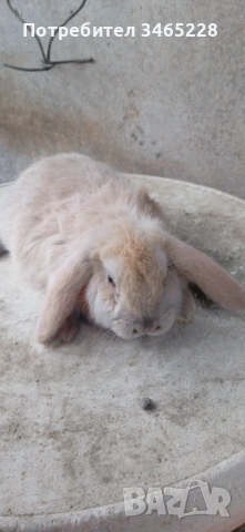 Кочовати зайци, снимка 4 - Други животни - 53248125