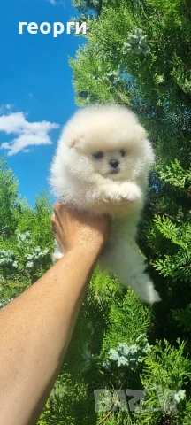 померан померанче, снимка 9 - Померан - 51192687