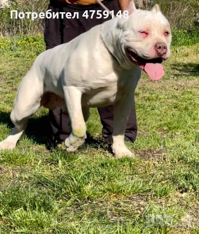 Американски булита стандарт , снимка 3 - Американски стафордширски териер - 53759227