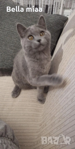 британчета мъжки родени на 30:08