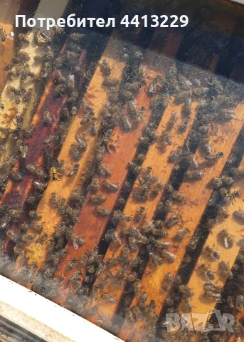 пчелни семейства,отводки 