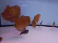Дискуси млади риби. , снимка 2