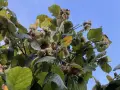 Лешници Hazelnut, снимка 3