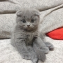 Шотландски котенца на 2 месеца, снимка 8