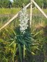 Вкоренени растения студоустойчива Юка на 1-3 год., снимка 14