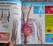 Енциклопедия " Искам да знам-Човешкото тяло", снимка 6