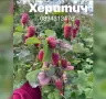 Разсад 2026 малини, снимка 11