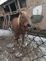 продавам кобила добра и кротка, снимка 4