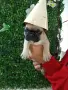 Френски булдог french bulldog , снимка 5