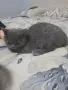 Чистокръвно Британско коте, снимка 6