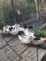 декоративни кокошки, снимка 2