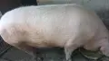 Прасе голямо българска бяла спешно., снимка 1