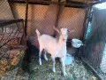 Продавам един пръч и ярета, снимка 9