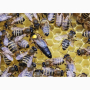 Пчелни майки - Карпатска и Карника - ОПЛОДЕНИ - със Записване, снимка 2