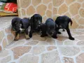 Продавам кученца Кокер шпаньол , снимка 12