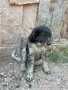 мъжко каракачанско куче, снимка 5