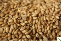 Продавам 40 тона твърда пшеница и 10 тона ечемик., снимка 1 - Крави - 44517293