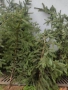 Естествени клонки елха, снимка 2