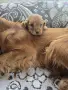 чистокръвни кокер шпаньоли, снимка 3