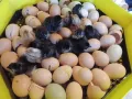 Пиленца и яйца от Легхорн и Черен Австралорп , снимка 2