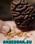 Нови качествени 15 семена от гигантска секвоя мамутово дърво sequoiadendron giganteum за декорация, снимка 10