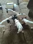 куче 🐕 Джак Ръсел , снимка 4