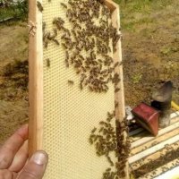 Пчелни рамки от производител, снимка 2 - За пчели - 38740149