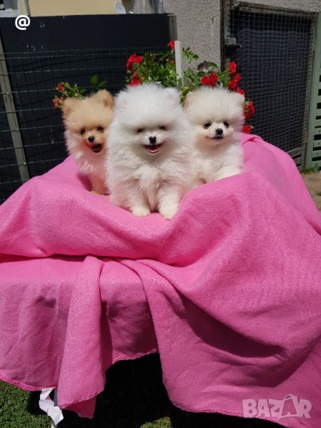 Померан померанчета реални снимки !, снимка 1