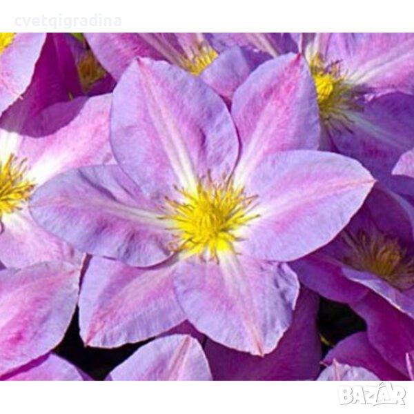 Clematis Change of Heart(Клематис Промяна в сърцето), снимка 1