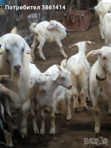Продавам козлета и овен, снимка 1