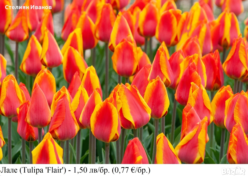 Лале (Tulipa 'Flair') – луковици, снимка 1