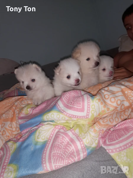 Померан-мини шпиц, снимка 1