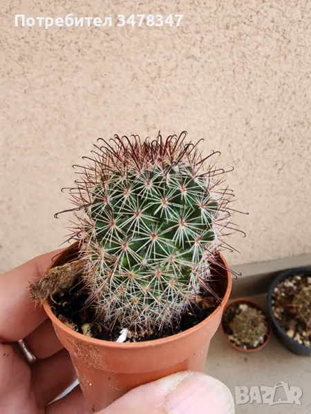 Мамилария, снимка 1